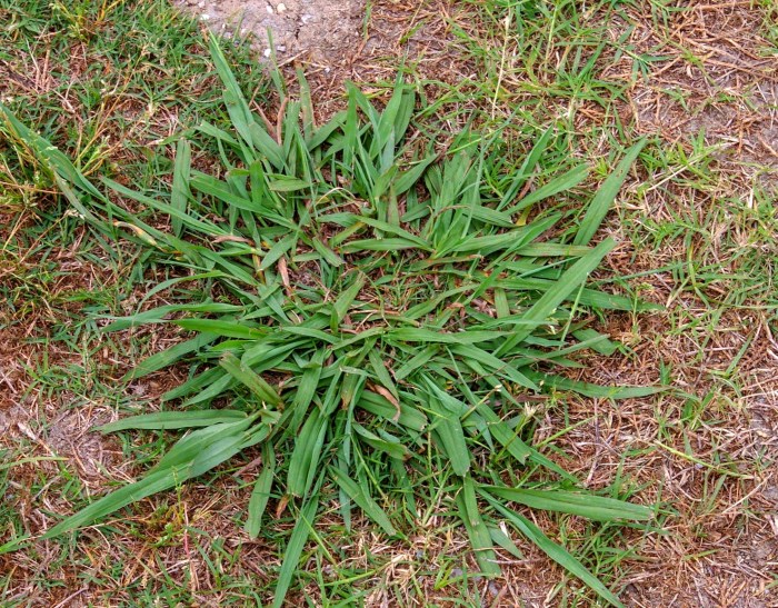 Thistle identification weeds broadleaf