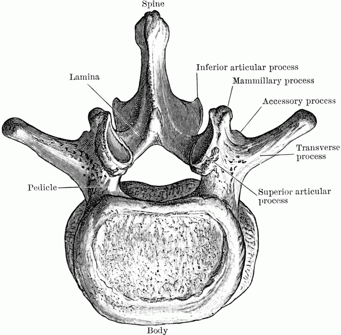 Bones vertebrae anatomy definition