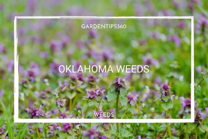 Types of weeds in oklahoma