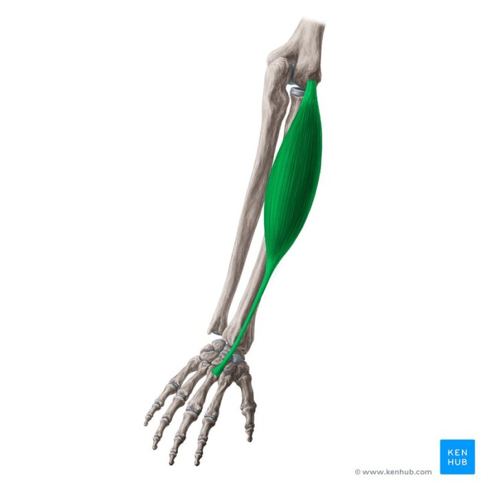 Carpi radialis extensor intermedius cadaver