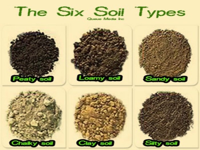 Fertile type of soil crossword