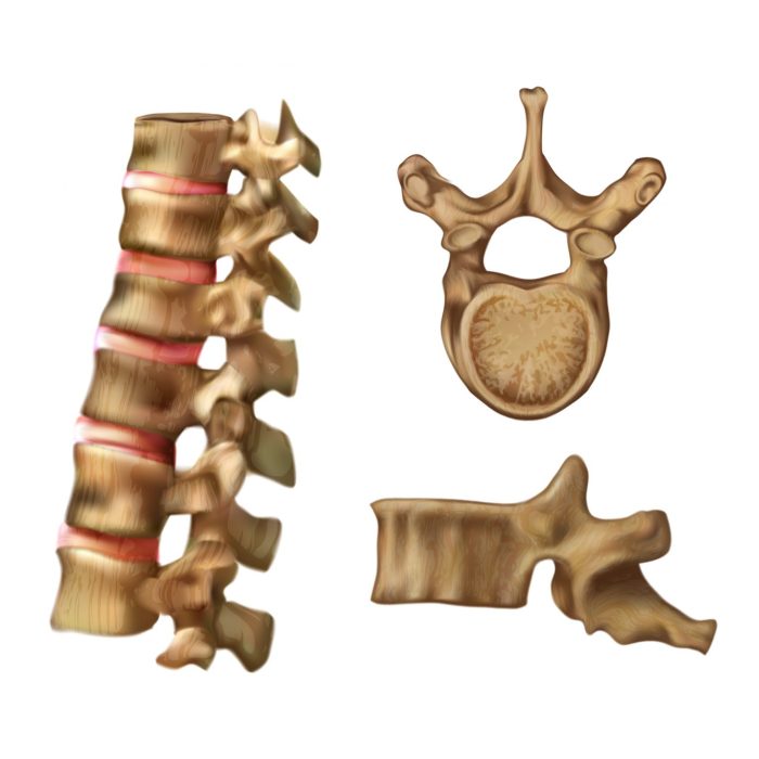 Any of the 12 spinal bones crossword