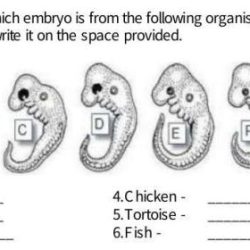 Hypothesize which embryo is from each of the following organisms
