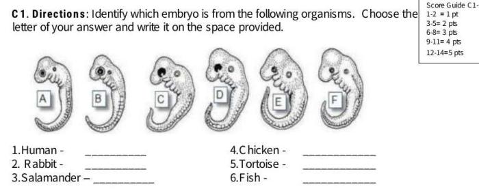 Hypothesize which embryo is from each of the following organisms